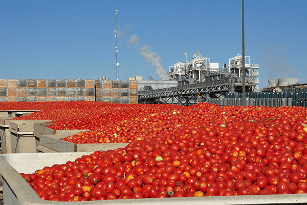 Tomato Growers CA